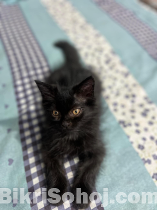 Persian Cat
